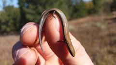 Panaspis wahlbergii