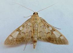 Mimorista subcostalis
