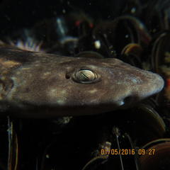 Haploblepharus pictus