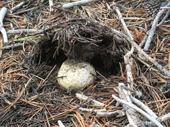 Calbovista subsculpta