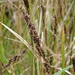 Carex appressa - Photo 由 Colin Meurk 所上傳的 (c) Colin Meurk，保留部份權利CC BY-SA