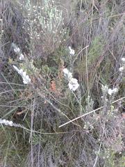 Amphithalea axillaris