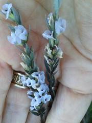 Amphithalea axillaris