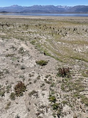 Sporobolus alopecuroides