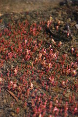 Heliophytum