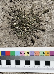 Sporobolus alopecuroides