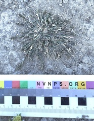 Sporobolus alopecuroides