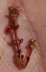 Heliophytum