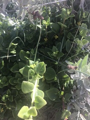 Tetragonia implexicoma