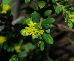 Pimelea hewardiana