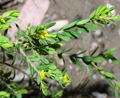 Pimelea hewardiana