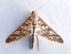 Epipagis disparilis
