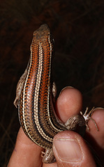 Trachylepis occidentalis