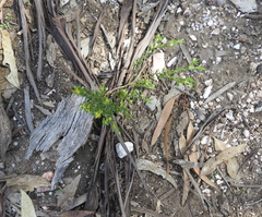 Pimelea hewardiana