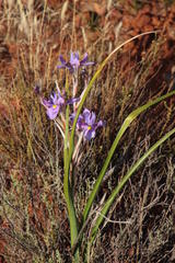 Moraea polystachya