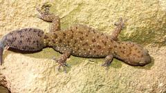 Pachydactylus affinis