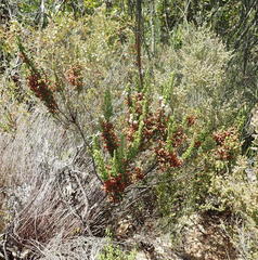Erica glomiflora glomiflora