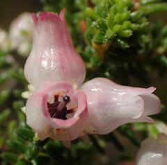 Erica glomiflora glomiflora