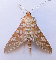 Epipagis disparilis