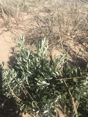 Olearia axillaris