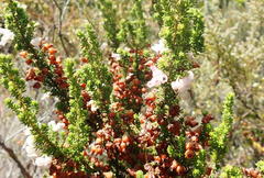 Erica glomiflora glomiflora