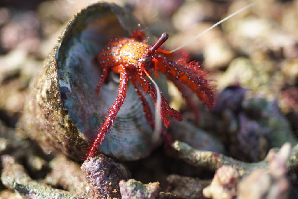 Photo of Giant Red Hermit Crab (Dardanus megistos)