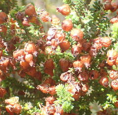 Erica glomiflora glomiflora