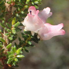 Erica glomiflora glomiflora