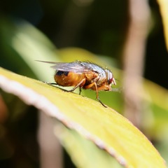 Calliphora augur