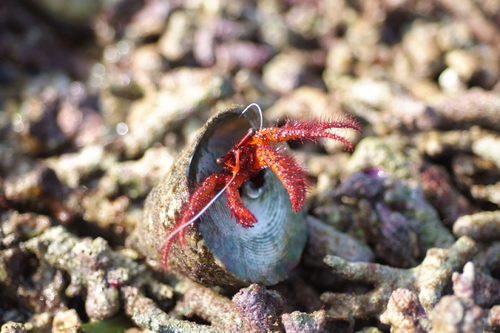 Photo of Giant Red Hermit Crab (Dardanus megistos)