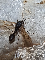 Formicinae