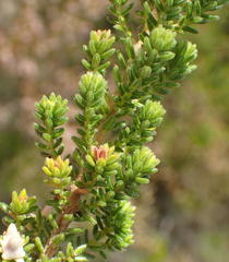 Erica glomiflora glomiflora