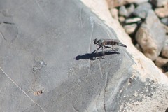 Stackelberginia cerberus
