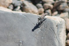 Stackelberginia cerberus