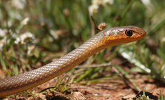 Psammophis brevirostris