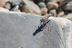 Stackelberginia cerberus