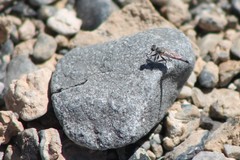 Stackelberginia cerberus
