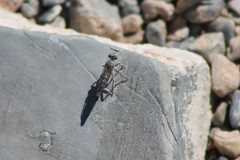 Stackelberginia cerberus