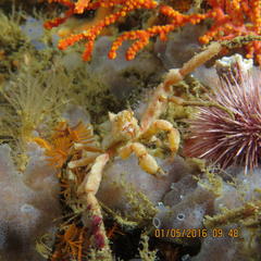 Achaeopsis spinulosa