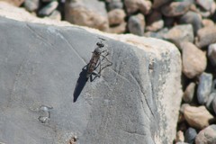 Stackelberginia cerberus