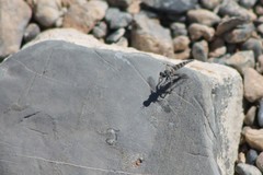 Stackelberginia cerberus