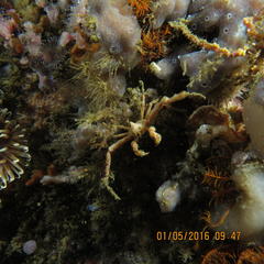 Achaeopsis spinulosa