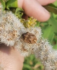 Homaemus aeneifrons