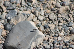 Stackelberginia cerberus