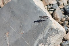 Stackelberginia cerberus