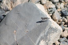 Stackelberginia cerberus