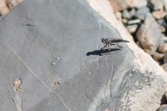 Stackelberginia cerberus