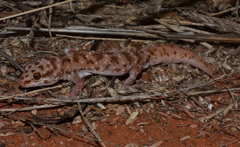 Pachydactylus capensis