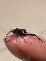 Evania appendigaster