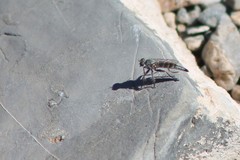 Stackelberginia cerberus